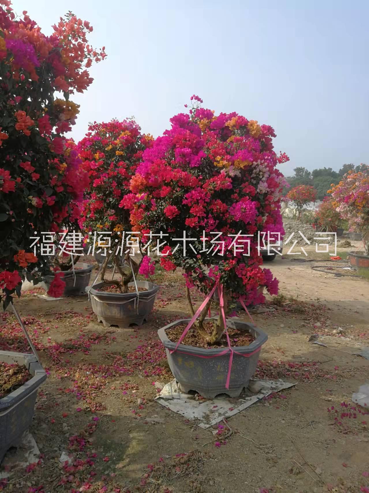 五鵲三角梅莊圖片/五鵲三角梅莊樣板圖 (1)