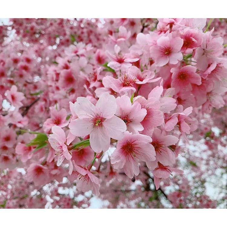 櫻花早櫻價格圖片/櫻花早櫻價格樣板圖 (2)
