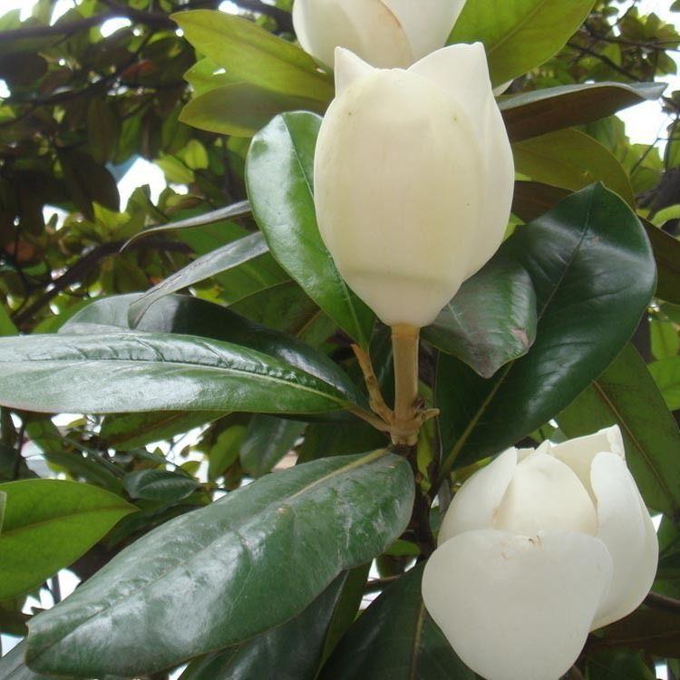 玉蘭圖片/玉蘭樣板圖 (2)