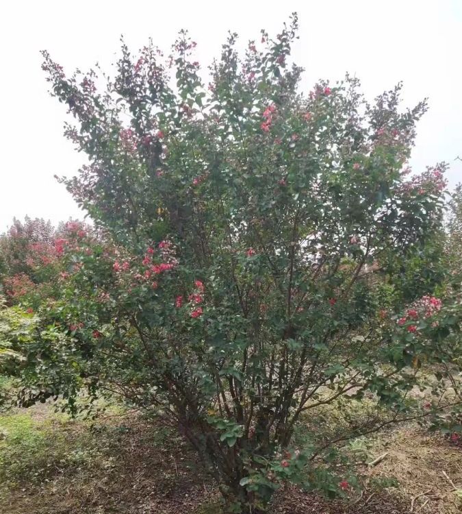 重生紫薇哪里有  重生紫薇多少錢(qián)