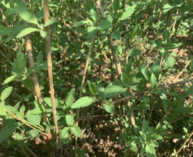 连翘苗种植基地 山西连翘苗种植基地 连翘苗价值图片