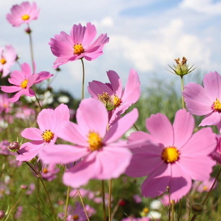 波斯菊種子圖片/波斯菊種子樣板圖 (2)