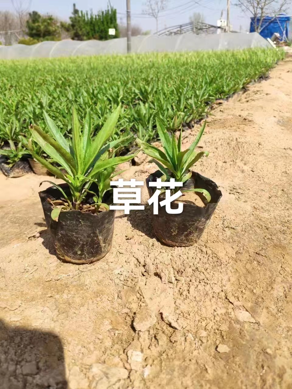 草花種植基地圖片/草花種植基地樣板圖 (2)