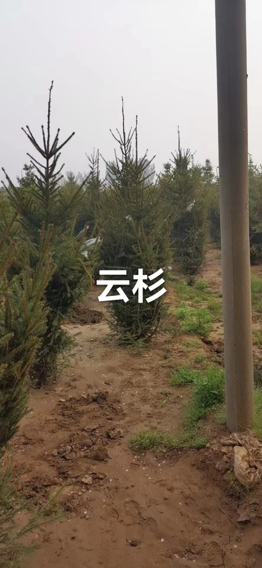 云杉圖片/云杉樣板圖 (3)