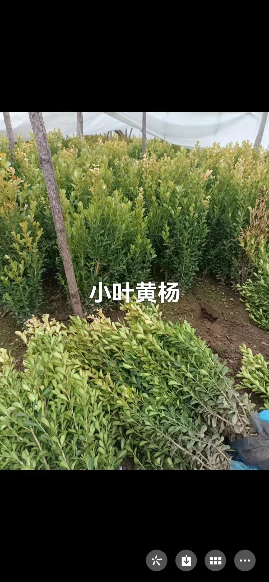 小葉黃楊圖片/小葉黃楊樣板圖 (3)