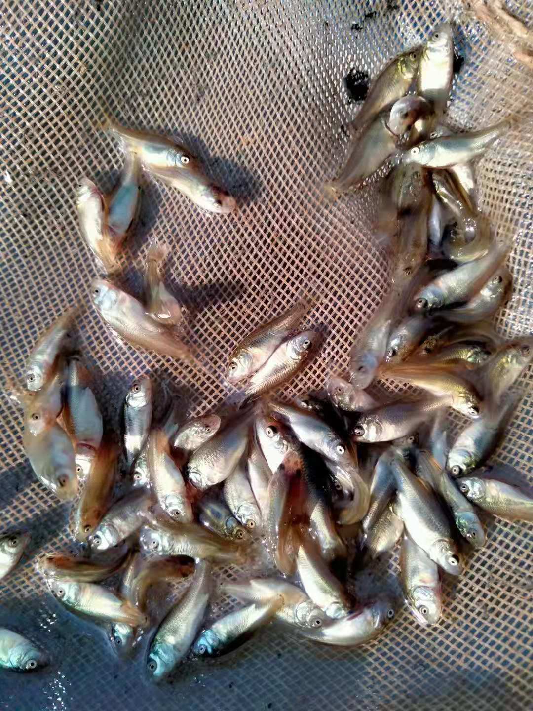 魚苗圖片/魚苗樣板圖 (2)