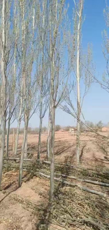 新疆楊品種圖片/新疆楊品種樣板圖 (1)