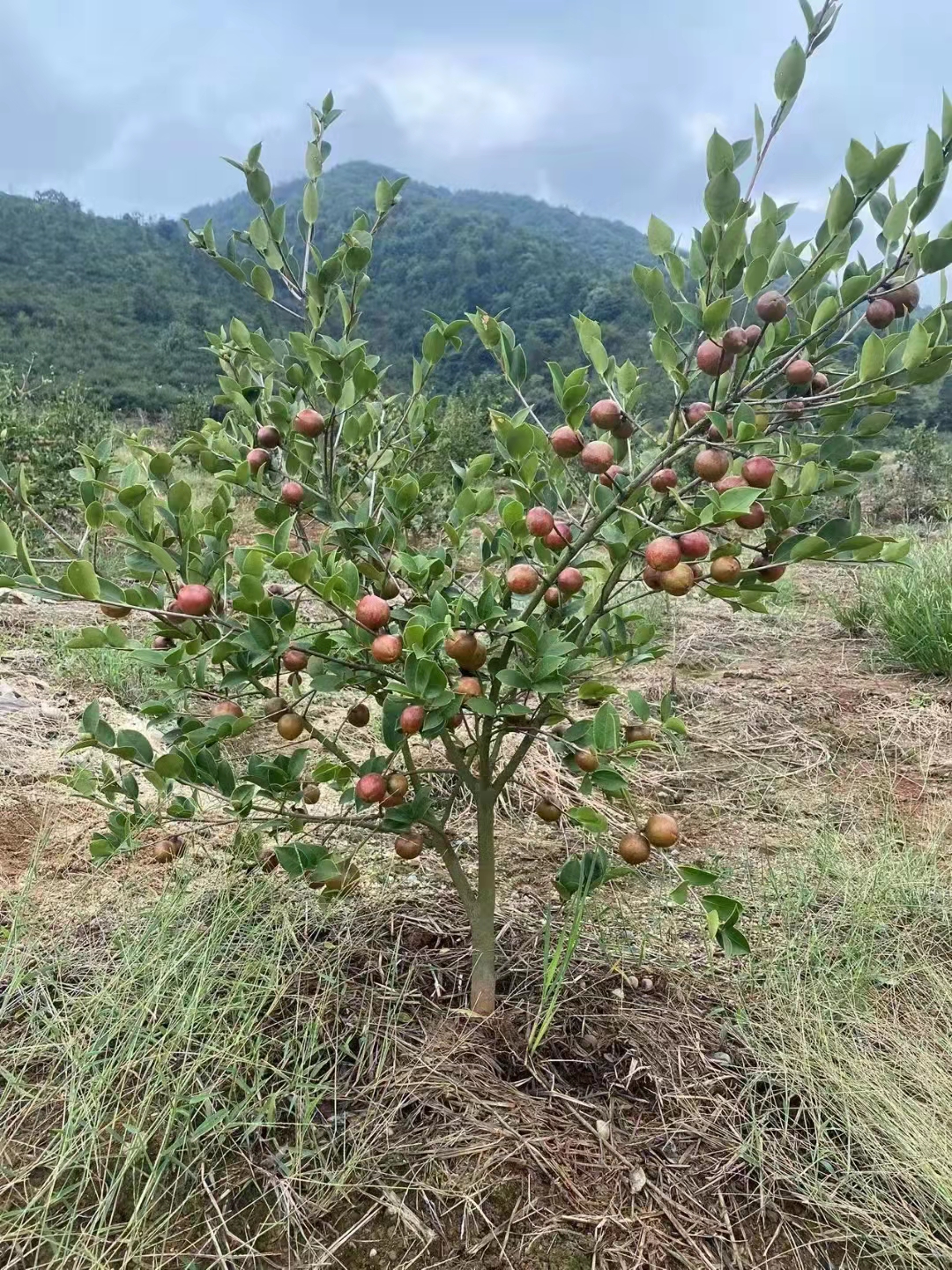 供应湖南油茶苗价格、产地销售、嫁接油茶苗繁育基地图片