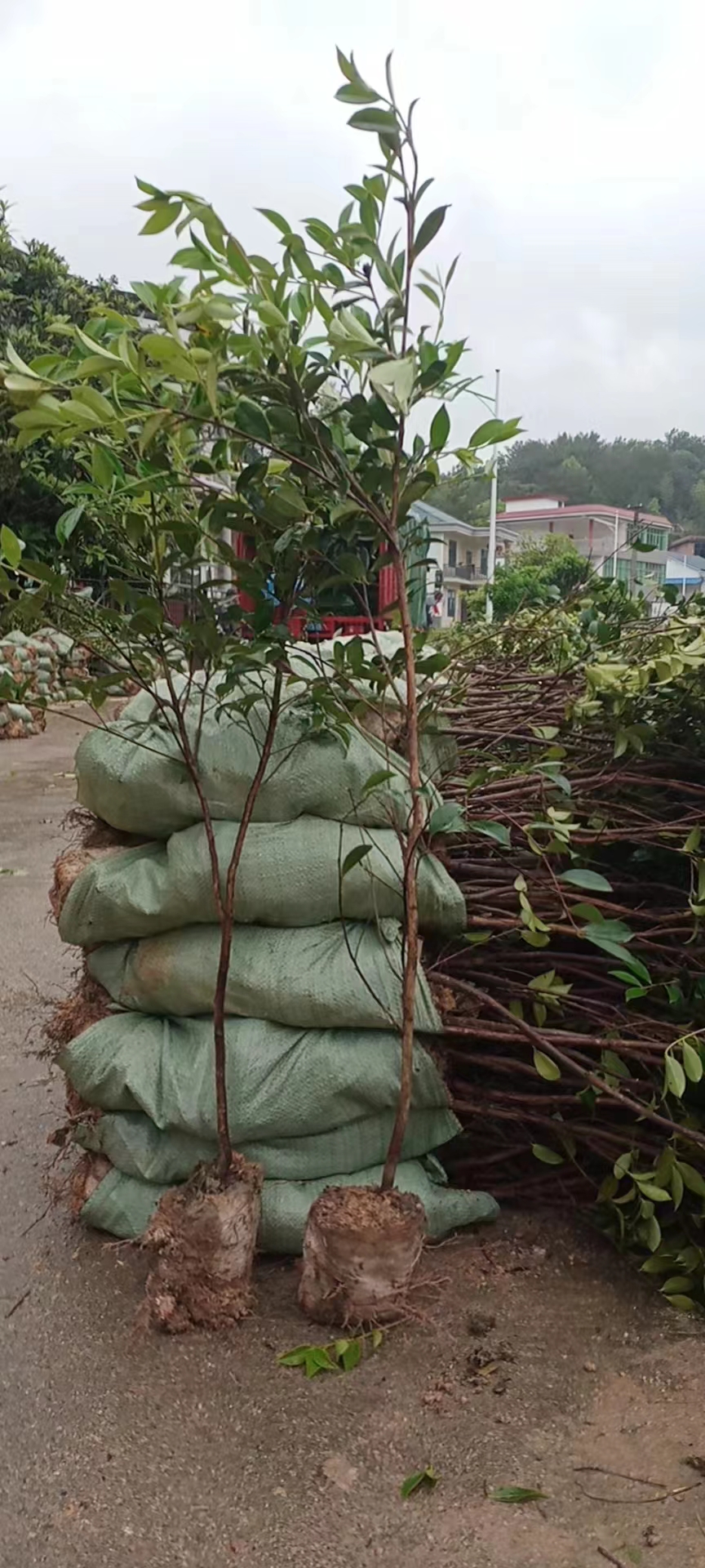 油茶树苗培育基地、批发、出售、产地直售、价钱【株洲市攸县佳名农业发展有限公司】图片