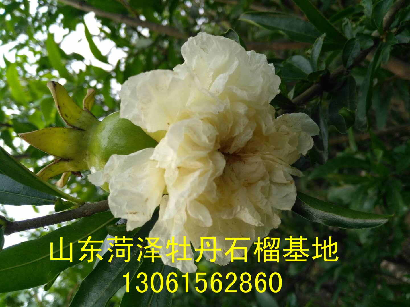 白花牡丹石榴圖片/白花牡丹石榴樣板圖 (2)