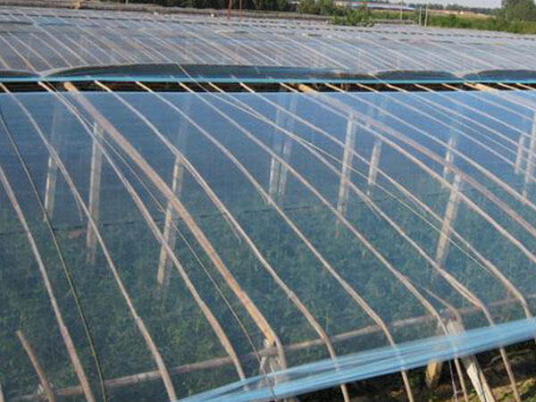 大棚膜圖片/大棚膜樣板圖 (4)