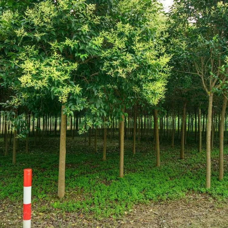 高杆女贞种植基地常年大量供应批发销售一棵多少钱图片