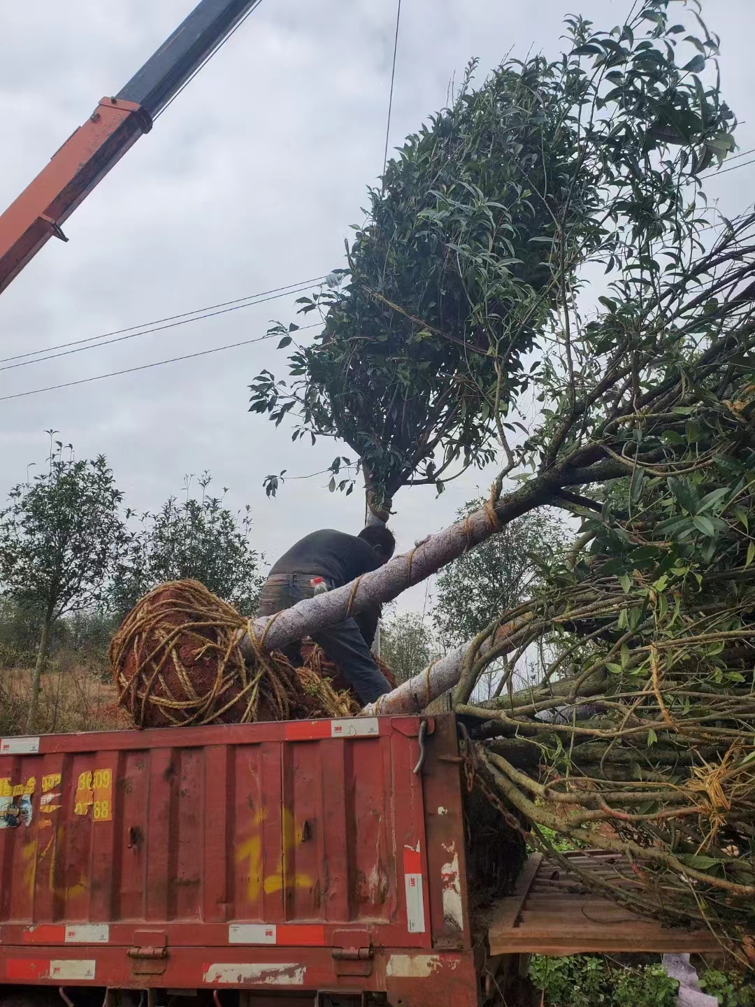 D20丹桂現(xiàn)貨銷售圖片/D20丹桂現(xiàn)貨銷售樣板圖 (2)