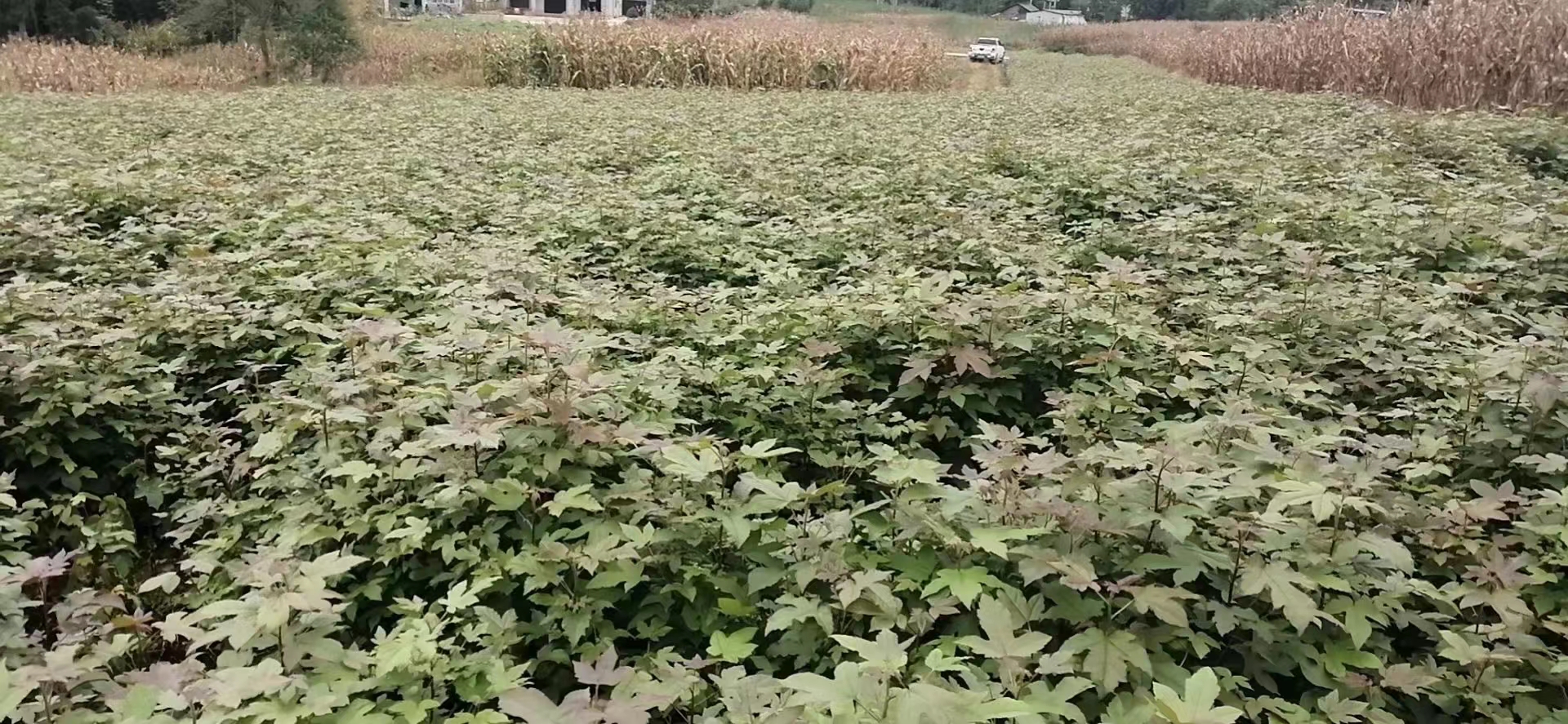 武漢楓香價格 武漢楓香種植基地 武漢楓香供應(yīng)商  武漢楓香訂購聯(lián)系方式