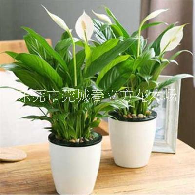 綠植租賃公司圖片/綠植租賃公司樣板圖 (4)