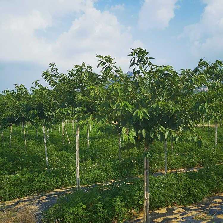 白妙櫻圖片/白妙櫻樣板圖 (3)