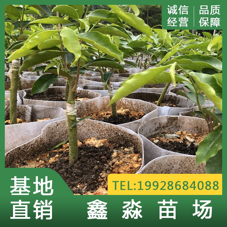 奇楠沉香圖片/奇楠沉香樣板圖 (3)