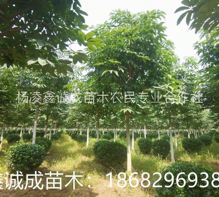 七葉樹圖片/七葉樹樣板圖 (4)