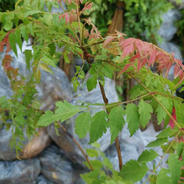 复羽叶栾树地苗价格  复羽叶栾树地苗种植基地