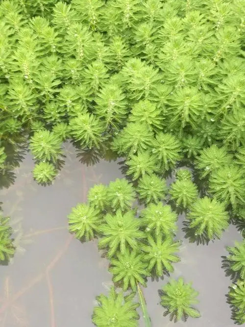 沉水植物出售_批发_产地供应_价钱_供应商_联系电话【安新县润莲水生植物种植有限公司】图片