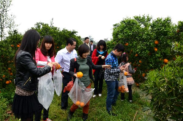 重庆市重庆血橙柠檬酒厂家