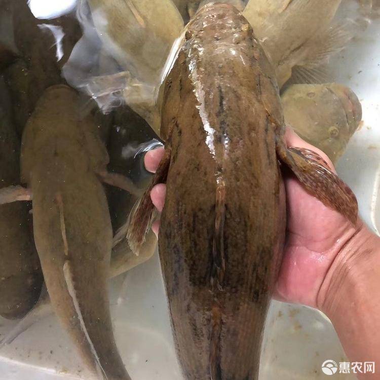 筍殼魚苗圖片
