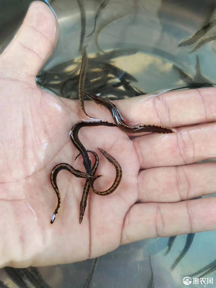 泥鰍苗圖片