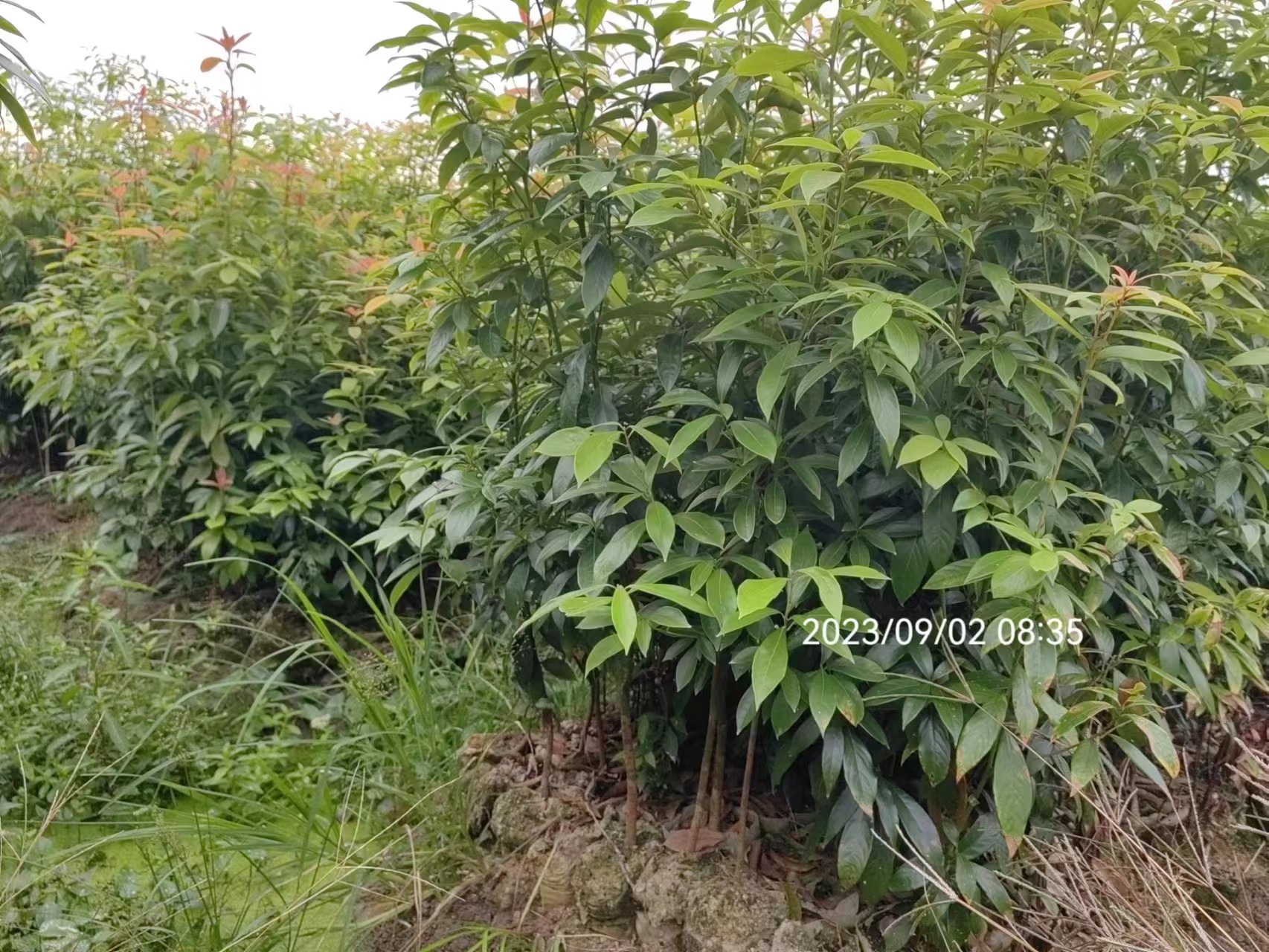 楠木苗种植基地楠木苗种植基地、楠木树苗种植、楠木苗多少钱