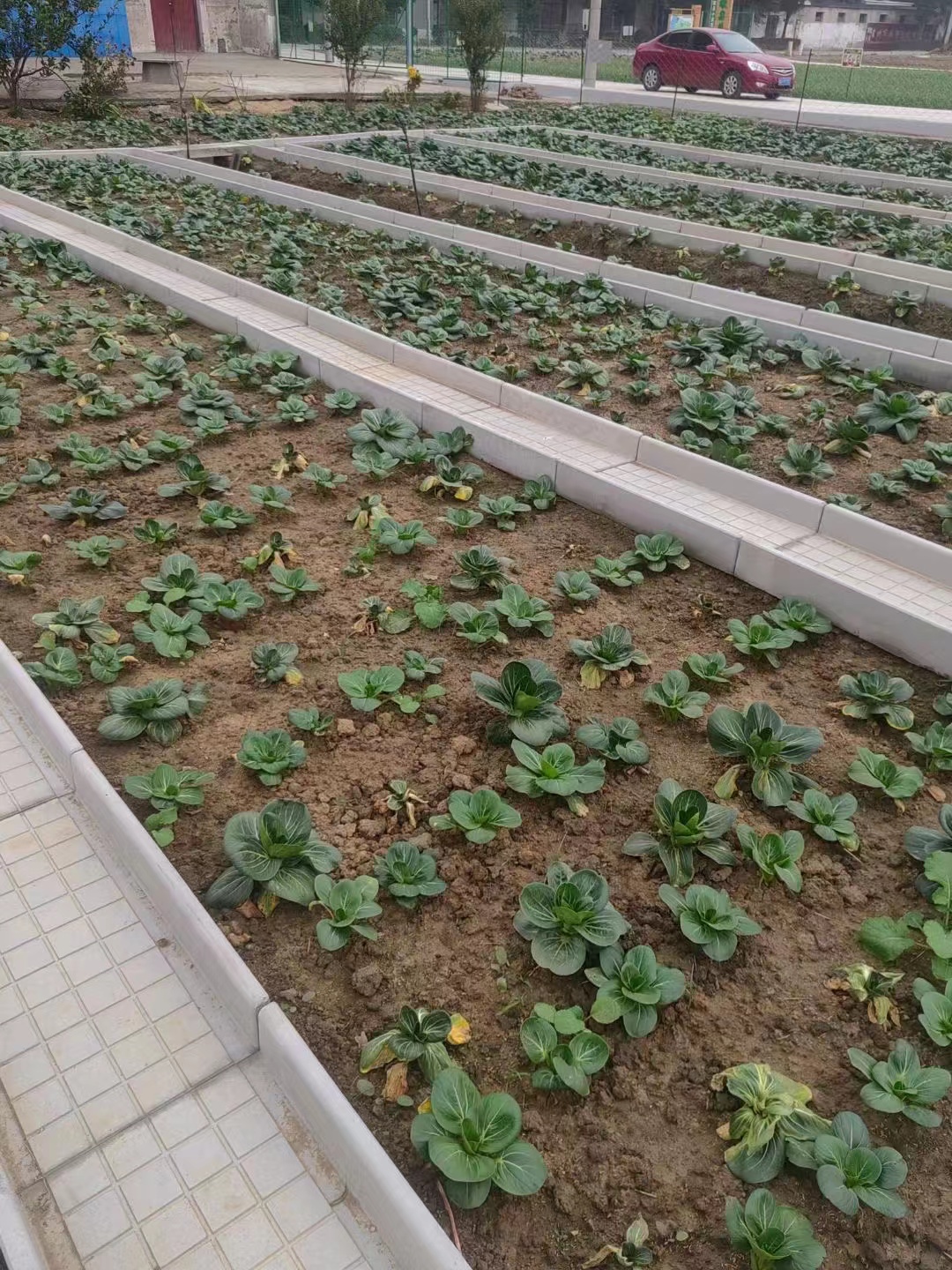 山東菜地溝板圖片/山東菜地溝板樣板圖 (4)