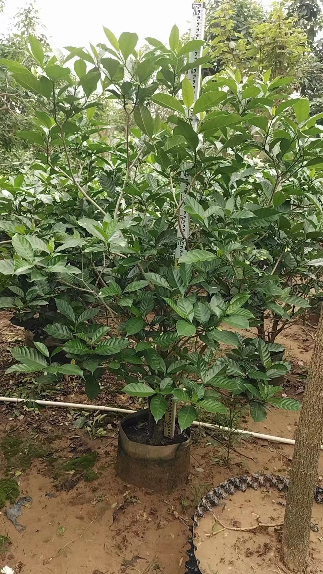 海南狗牙花批发商-狗牙花种植-狗牙花多少钱-狗牙花现货图片