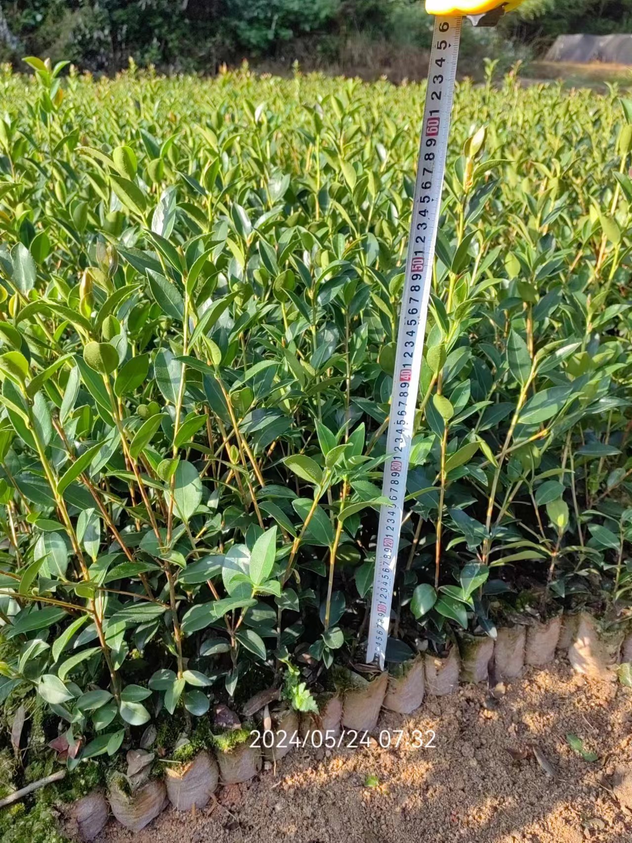 一年小杯嫁接油茶苗圖片/一年小杯嫁接油茶苗樣板圖 (1)