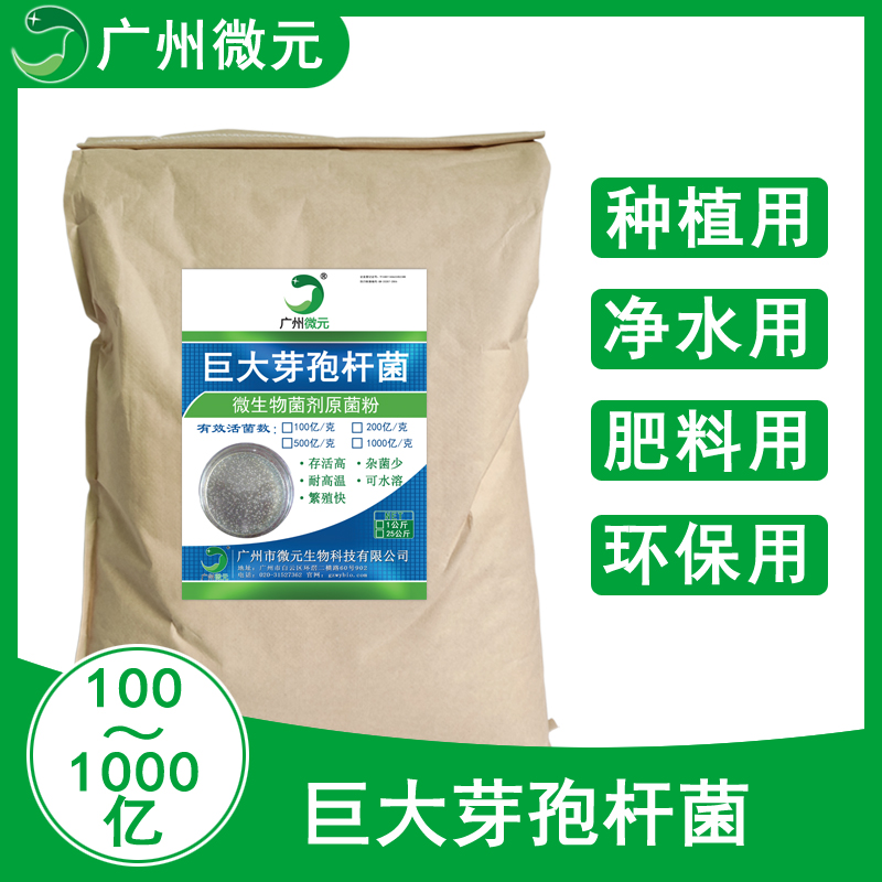 巨大芽孢桿菌圖片/巨大芽孢桿菌樣板圖 (3)