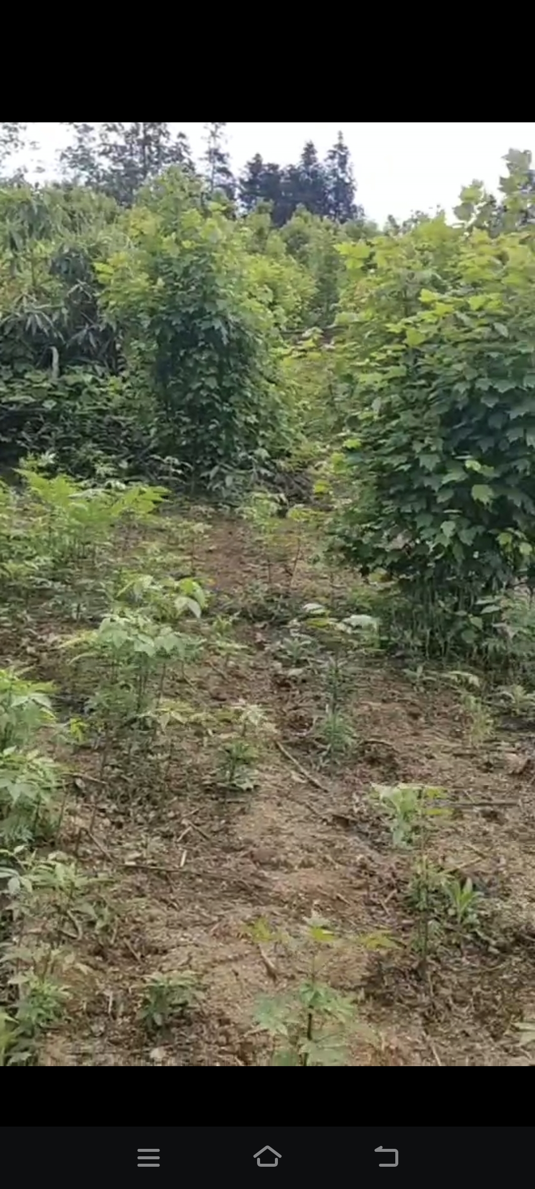 美國(guó)紅楓圖片/美國(guó)紅楓樣板圖 (3)