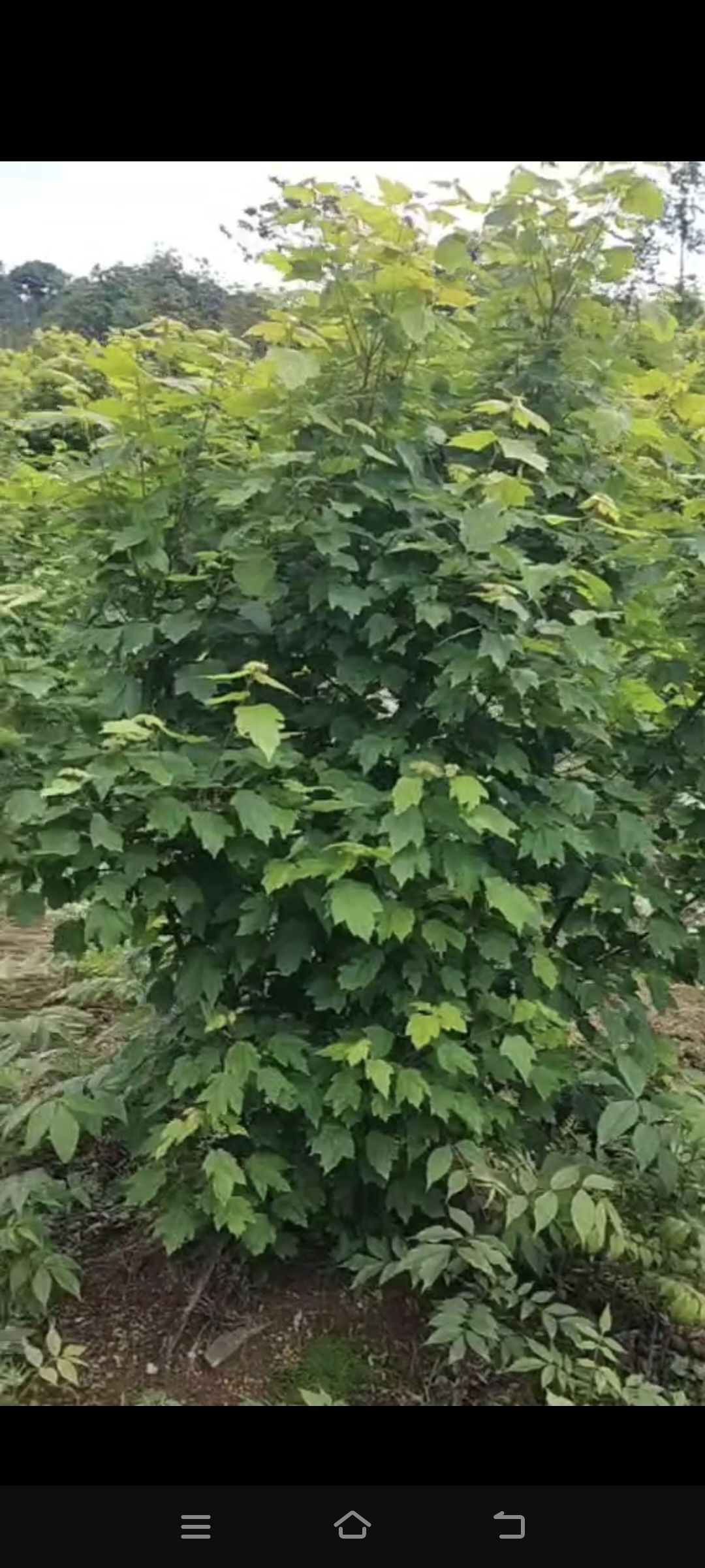 美國(guó)紅楓圖片/美國(guó)紅楓樣板圖 (1)