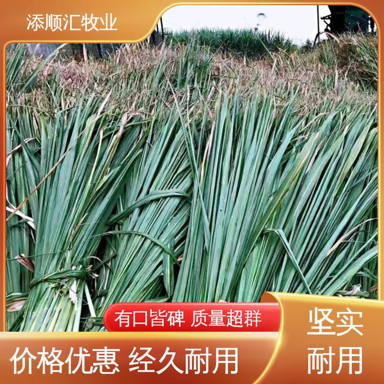 喂羊 編織袋 壓捆直發(fā) 費用低 甘蔗尾報價 添順匯牧業(yè)