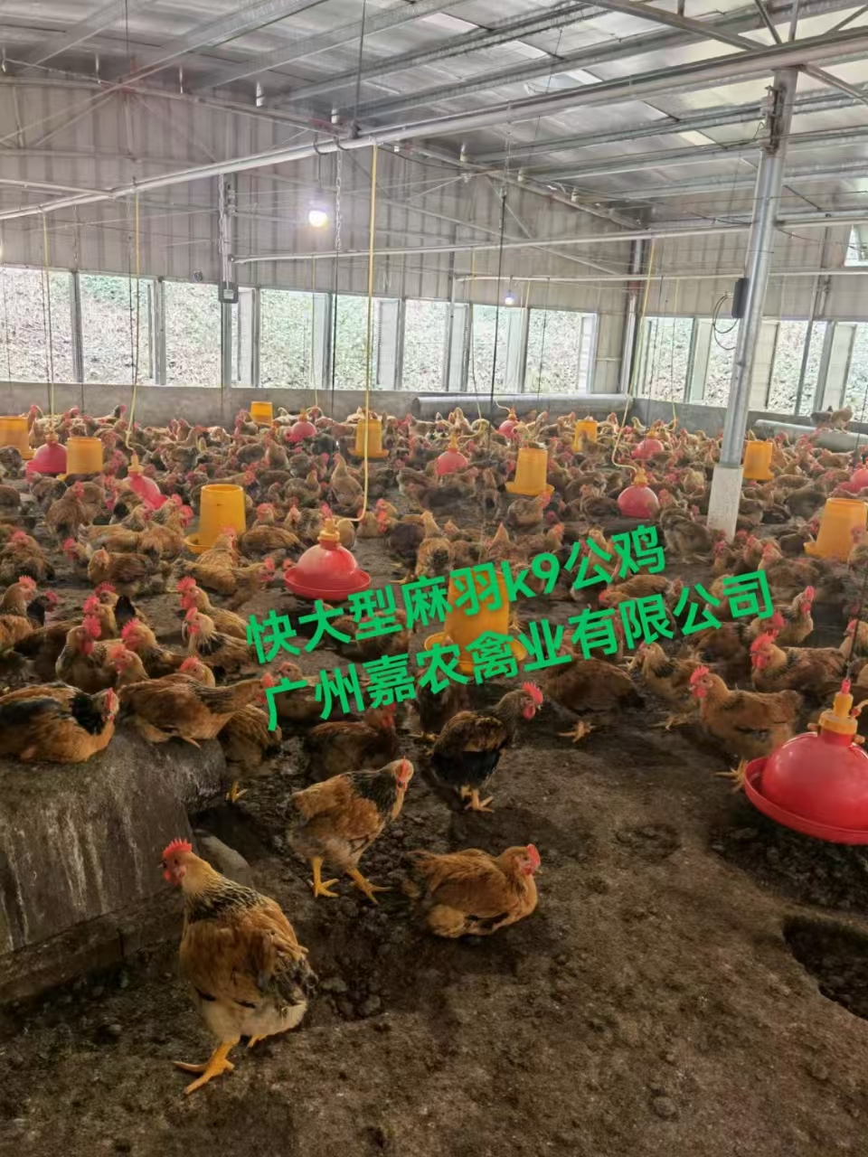 快大k99公廠家-價(jià)格-供應(yīng)商圖片