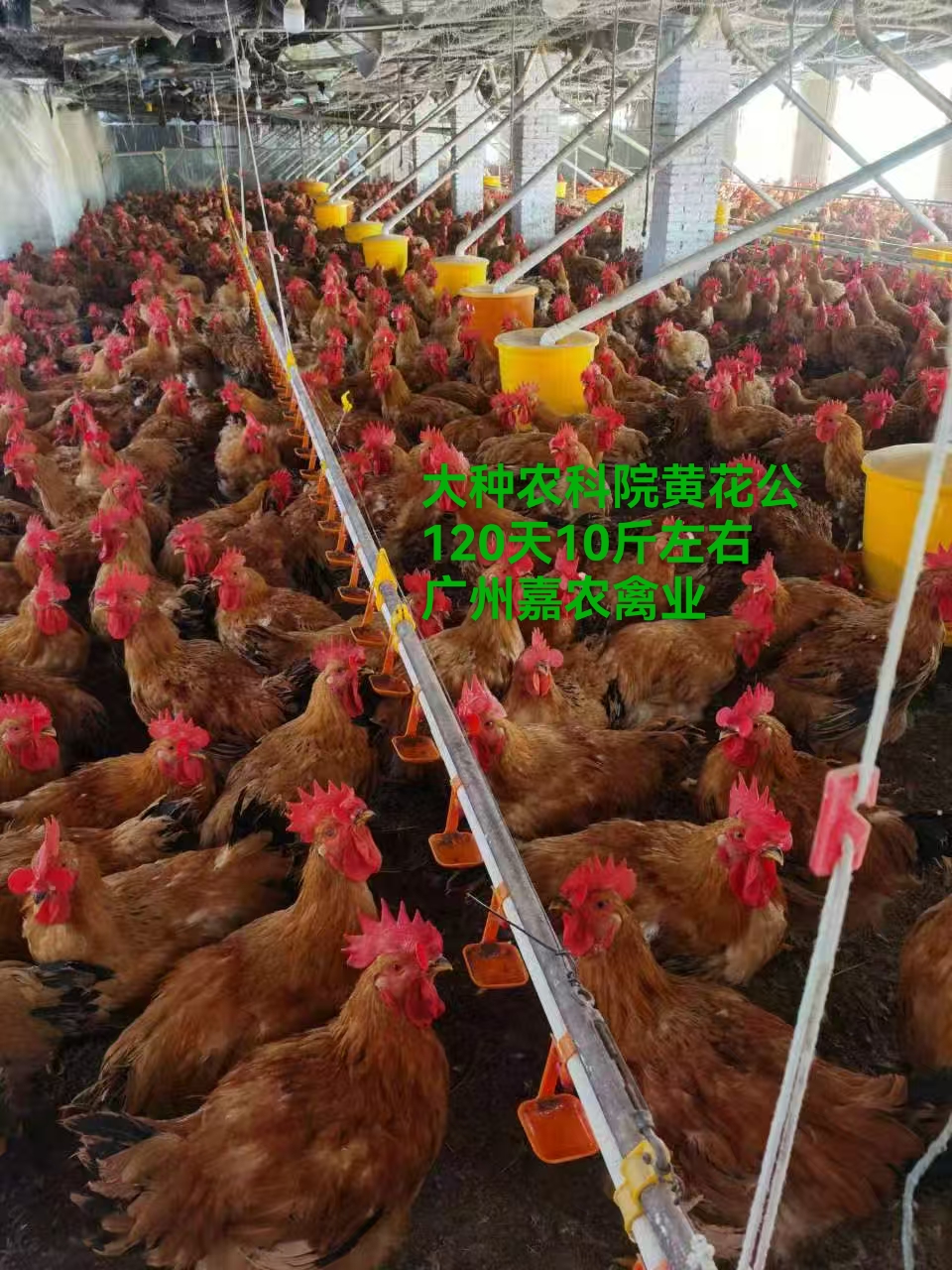 內(nèi)蒙農(nóng)科院黃花公廠家-價(jià)格-供應(yīng)商圖片