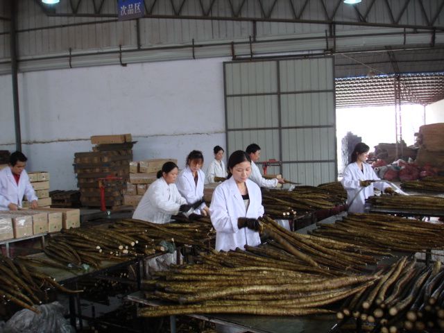 供應(yīng)用于食用  加工的優(yōu)質(zhì)S-3L級(jí)柳川理想牛蒡