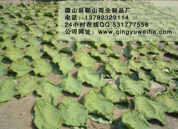 供應(yīng)用于荷葉的中藥材 中藥材批發(fā) 荷葉/荷葉絲