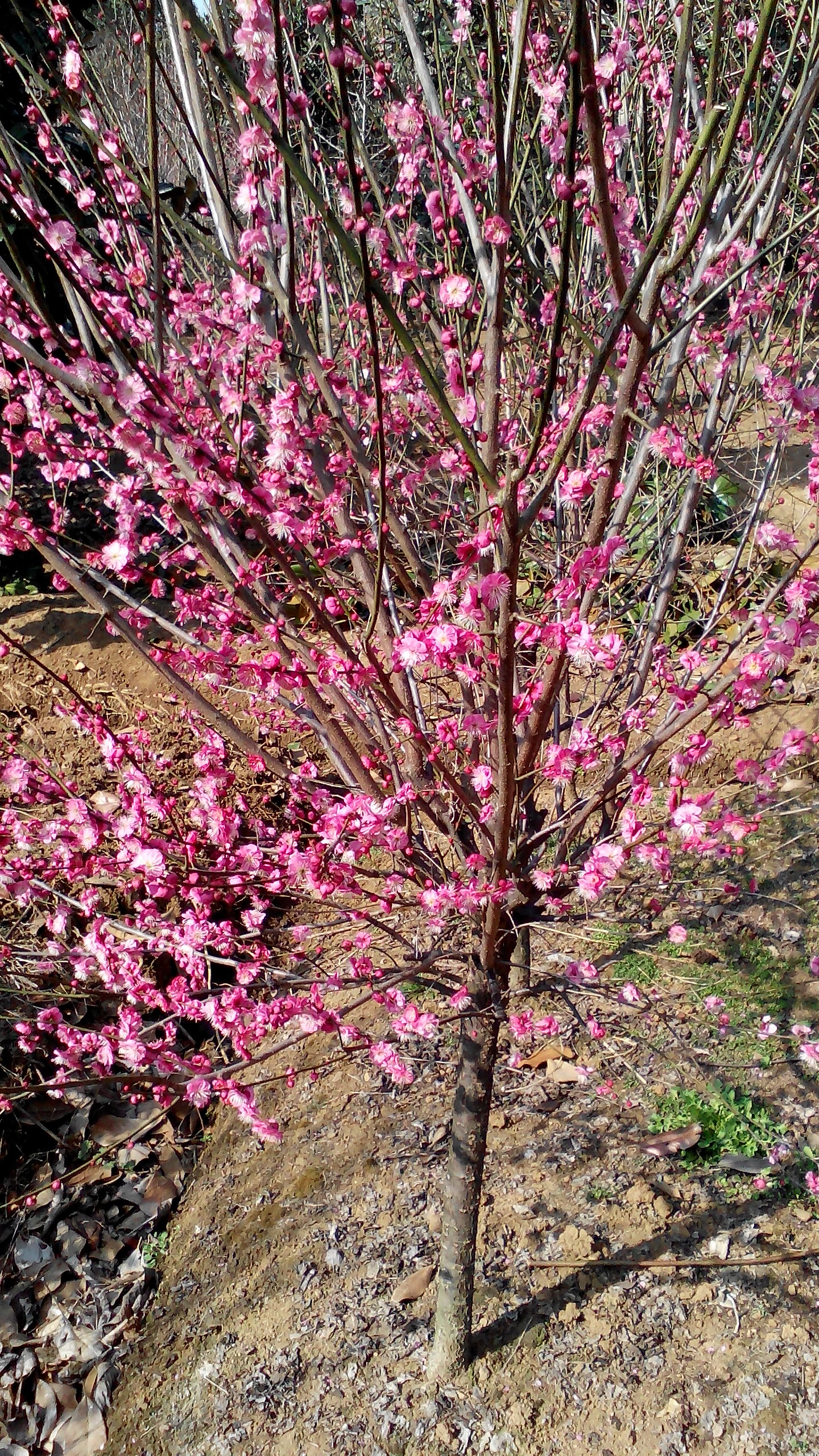 供應(yīng)骨里紅梅根嫁接紅梅小苗，龍爪梅，綠梅，