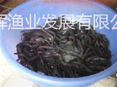 供應(yīng)廣東惠州鰻魚苗
