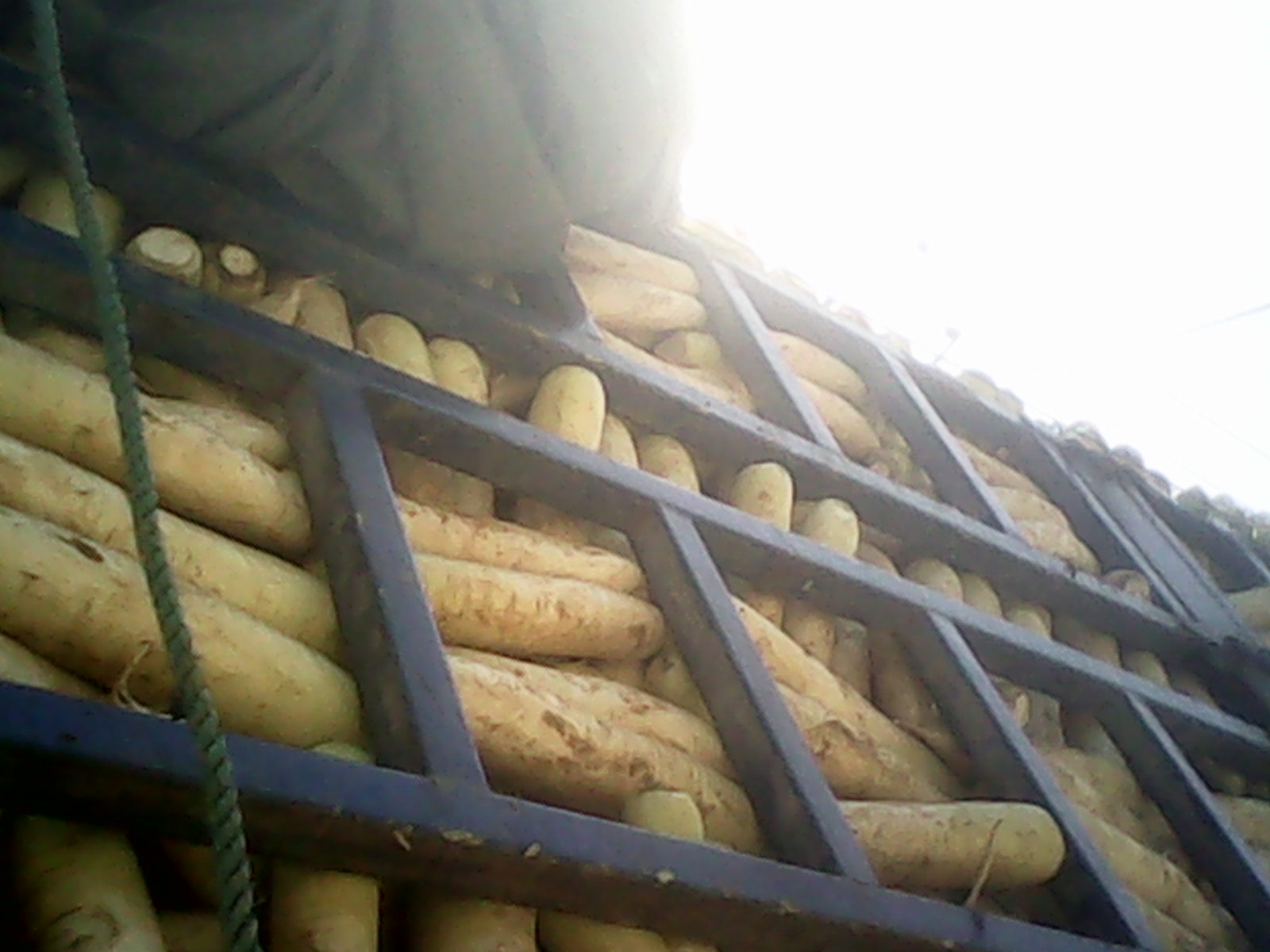 供應(yīng)庫存山東蘭陵產(chǎn)5公分以上的 春雷白蘿卜