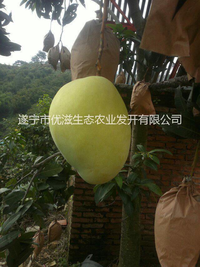 攀枝花芒果批發(fā)價(jià)格/凱特芒果包郵