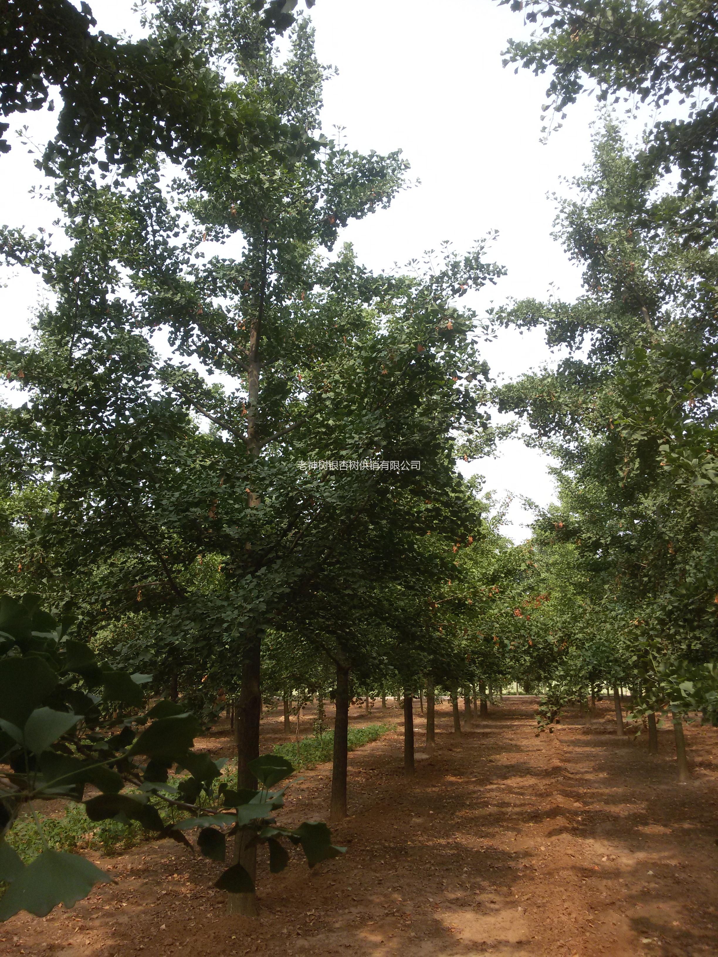 供應郯城縣銀杏綠化苗木價格低