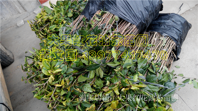 供應(yīng)用于榨油的紅花油茶樹苗嫁接苗_廣西紅花油茶樹苗種植園_紅花油
