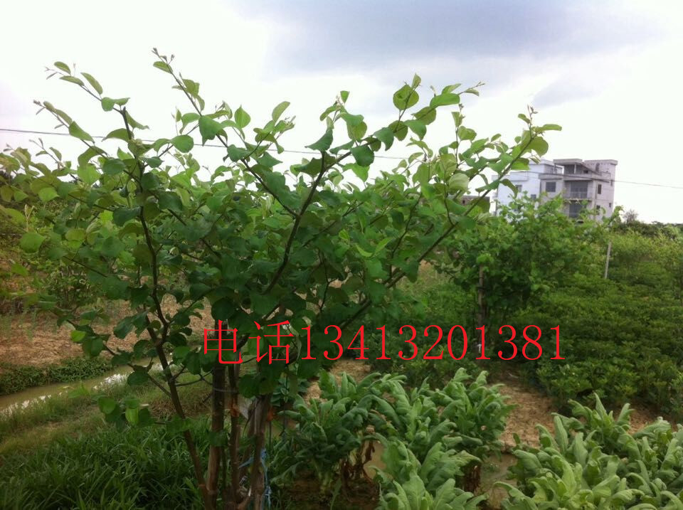 供應(yīng)蜜絲棗供應(yīng)商 專業(yè)基地種植青棗苗 牛奶蜜絲棗種植苗圃 廠家大青棗種植果苗