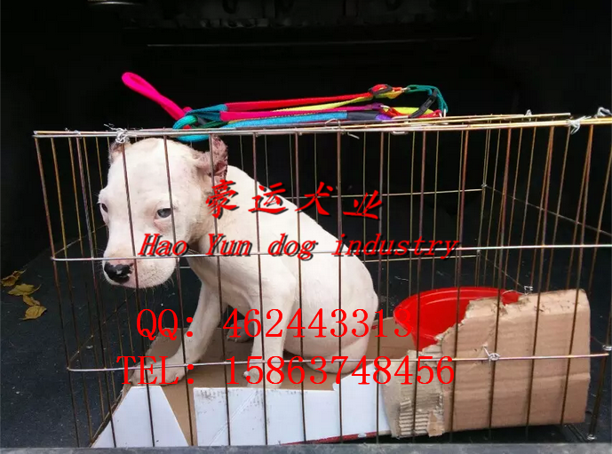供應(yīng)杜高犬，瓦房店市杜高犬價(jià)格？