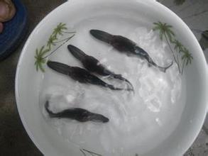 供應(yīng)廣西鴨嘴魚苗