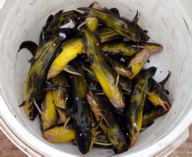 供應(yīng)廣東清遠黃骨魚