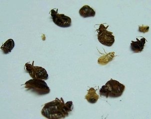 供應深圳滅殺臭蟲跳蚤策略深圳南山專業(yè)殺蟲公司一次消殺不復發(fā)